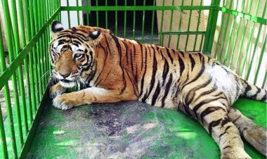 कानन पेंडारी जू में बाघिन की मौत