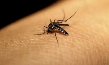 मादा मच्छर कैसे चुनती है कि किसका चूसना है खून?