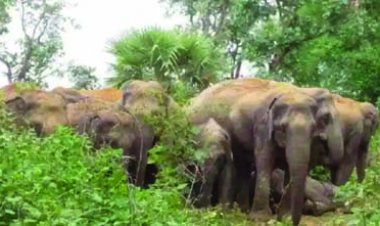 दादी-पोते को हाथियों ने सूंड से उठाकर पटका