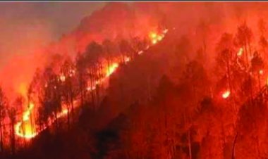 लापरवाही से 90 घंटे जला जंगल