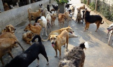 दो साल से बच्चे को 20 से ज्यादा कुत्तों के साथ रखा था बंद
