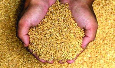 गेहूं के निर्यात पर लगाया बैन