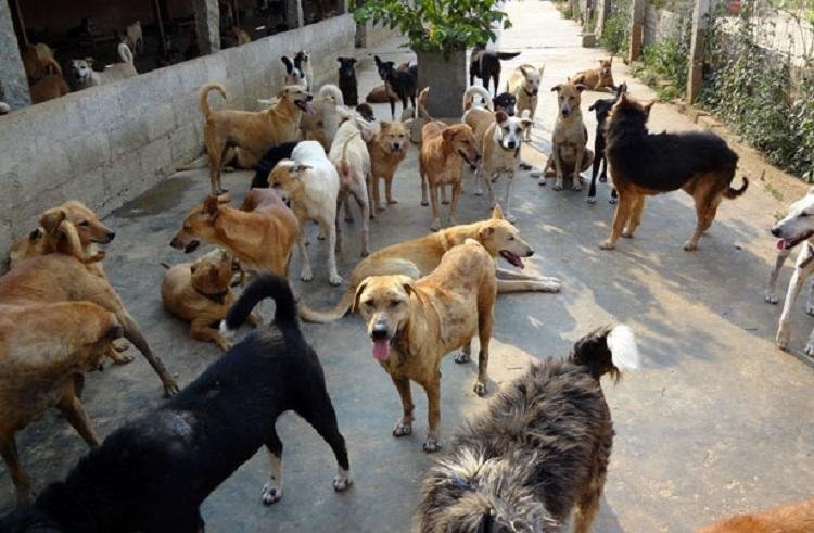 दो साल से बच्चे को 20 से ज्यादा कुत्तों के साथ रखा था बंद