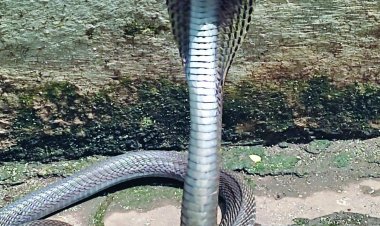 कुम्हारी के एक घर में फन फैलाए विषैले नाग को रेस्क्यू कर पकड़ा