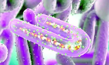 कोरोना-मंकीपाक्स के बाद मारबुर्ग वायरस ने बढ़ाई वैज्ञानिकों की चिंता