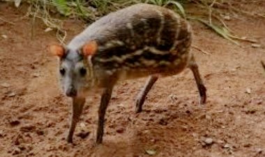 दंतेवाड़ा में मिला विश्व का सबसे छोटा हिरण