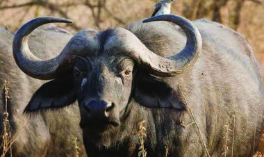 मालिक को बचाने के लिए भैंस ने दे दी अपनी जान, भैंस की इस वफादारी की चर्चा पूरे गांव में