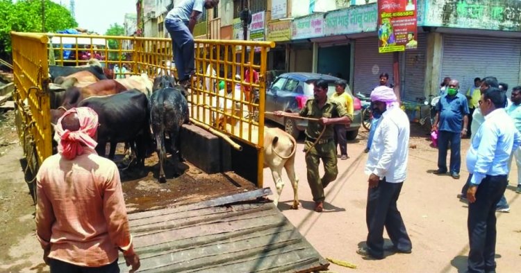 भिलाई निगम क्षेत्र में आवारा पशुओं की हुई धरपकड़
