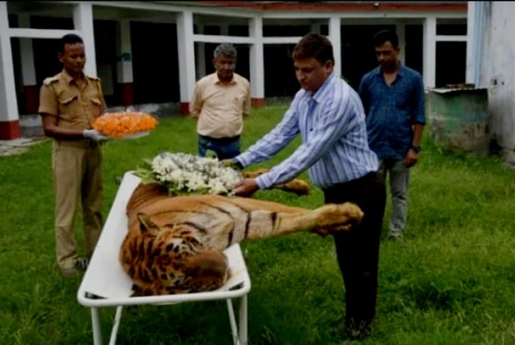 देश की सबसे उम्रदराज बाघ राजा की मौत