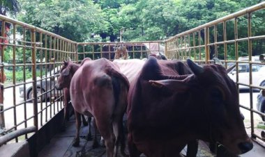 दुर्ग सीमा क्षेत्र अंतर्गत आज 15 आवारा पशुओं सड़कों से पकडे गए