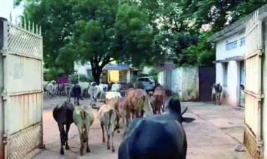 सैकड़ो मवेशियों को लेकर नगर पंचायत कार्यालय पहुंचे वार्ड वासी, किया अनोखा प्रदर्शन