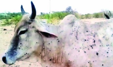 लंपी वायरस: छत्तीसगढ़ में पशुपालन विभाग ने पशुपालकों के लिए जारी की गाइडलाइन