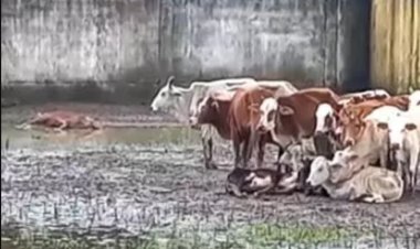 सरपंच की लापरवाही से मवेशी की मौत