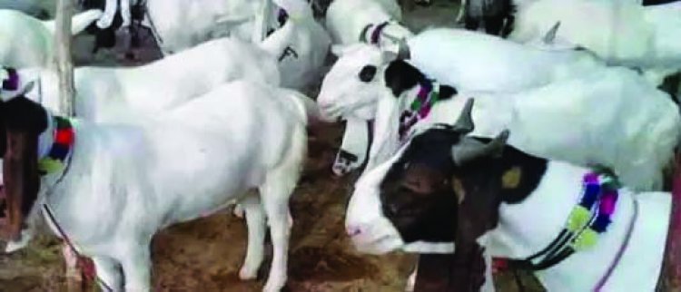 फार्म हाउस के 31 बकरा को मारकर बेचने के आरोप में चौकीदार गिरफ्तार