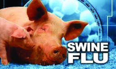 बिलासपुर में स्वाइन फ्लू के  मिले 20 संदिग्ध