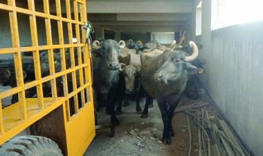 चेतावनी का असर नहीं, निगम ने की कार्यवाही, विश्वविद्यालय परिसर पहुंची भैंसो को पहुंचाया गौठान