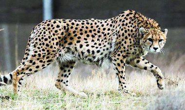 दक्षिण अफ्रीका अक्तूबर में 12 चीते भेजेगा भारत, यात्रा के दौरान पांच दिन तक रखा जाएगा बेहोश