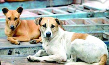 आवारा कुत्तों को खाना खिलाने वाले ही कराएं वैक्सीनेशन, किसी को काटे तो खर्च भी उठाना होगा: सुप्रीम कोर्ट