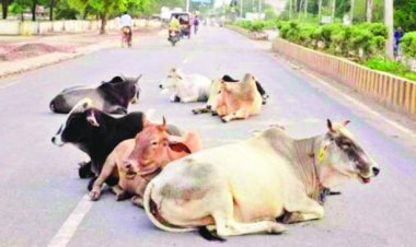   सड़कों पर आवारा मवेशी पाए जाने पर जनपद CEO, नगर पालिका CMO और निगम कमीश्नर पर होगी कार्यवाही