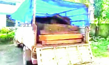 भारी मात्रा में सागौन लकड़ी जब्त