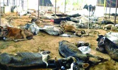 15 राज्यों के 251 जिलों तक फैला लंपी, करीब एक लाख गायों की मौत