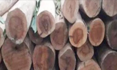लाखों की लकड़ी जब्त, पिकअप वाहन के साथ 4 तस्कर पकड़ाए