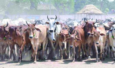 निष्क्रिय गौठान समितियां भंग होंगी, मुख्यमंत्री भूपेश बघेल ने दिए निर्देश 