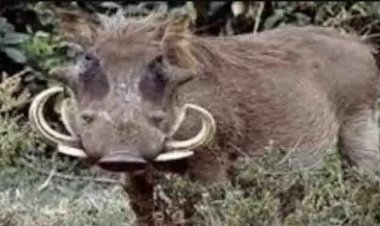 जंगली सुअर के हमले से युवक की दर्दनाक मौत