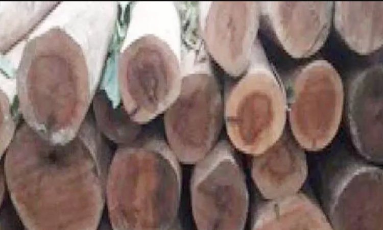 लाखों की लकड़ी जब्त, पिकअप वाहन के साथ 4 तस्कर पकड़ाए