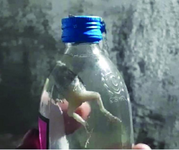 सील पैक शराब की बोतल के अंदर मिला मेंढक, शराब प्रेमियों में नाराजगी