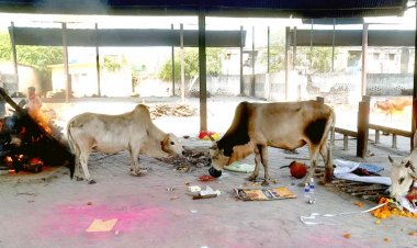 भिलाई के मुक्तिधाम में आवारा मवेशियों का आतंक, अंतिम संस्कार के दौरान सांड ने अधेड़ को उठाकर पटका