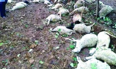 बालोद में कई भेड़ों की मौत, जांच के लिए पहुंचे डॉक्टरों की टीम