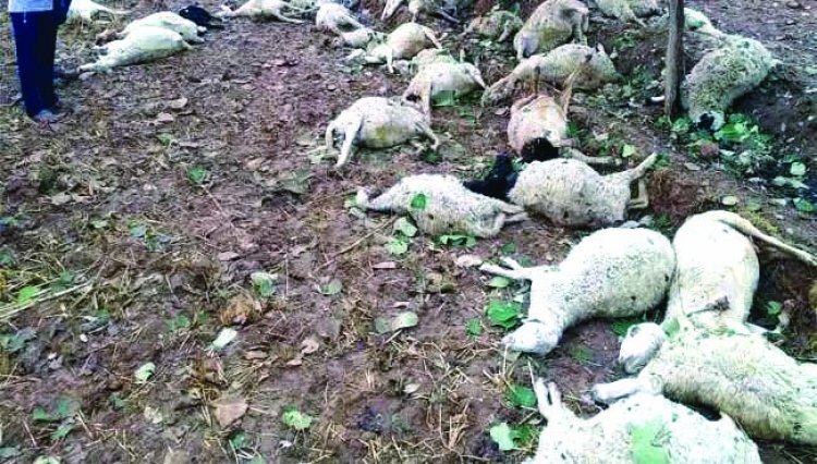 बालोद में कई भेड़ों की मौत, जांच के लिए पहुंचे डॉक्टरों की टीम