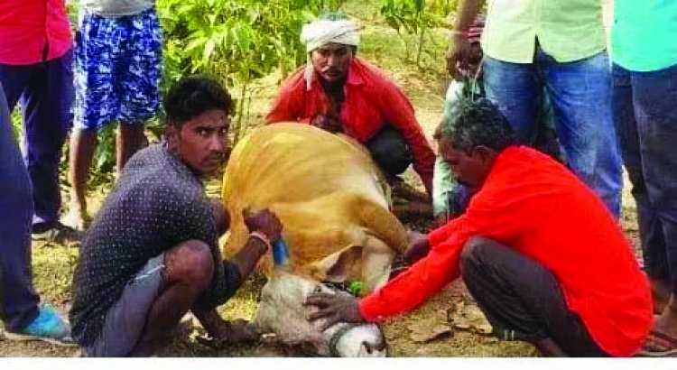 जंगल से चरकर लौटे 12 मवेशियों की मौत