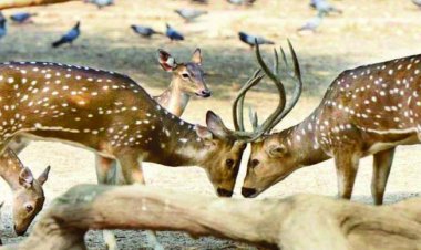 दिल्ली चिड़ियाघर में आवारा कुत्तों ने नोच-नोचकर 3 हिरणों को मार डाला
