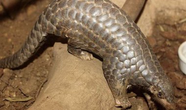 पैंगोलिन की तस्करी करते 5 युवकों को वन विभाग ने किया गिरफ्तार