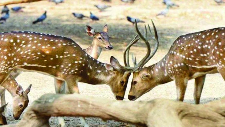 दिल्ली चिड़ियाघर में आवारा कुत्तों ने नोच-नोचकर 3 हिरणों को मार डाला