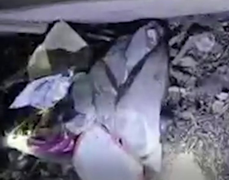 7 दिन बाद झाड़ियों में मिला घर के सामने से गायब हुई मासूम बच्ची की लाश, पिता पुलिस हिरासत में