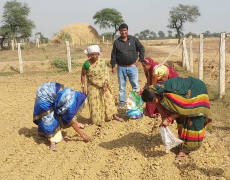 सामुदायिक बाड़ियों में आलू की खेती आरंभ, जमराव में आज हुई बुवाई