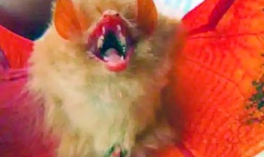 बस्तर में मिला ऑरेंज कलर का चमगादड़