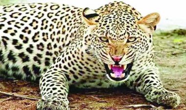 किसान का गर्दन दबोचकर तेंदुए ने ली जान