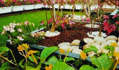 घरेलू उद्यान स्पर्धा में संध्या राज प्रथम