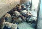 किसान के घर 55 भेड़ों की मौत