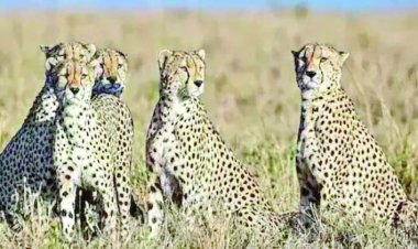 दक्षिण अफ्रीका से आएंगे 12 और चीते