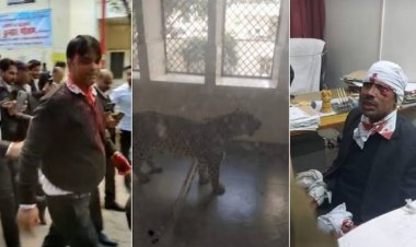 इस न्यायालय में घुसा तेंदुआ, कई लोगों को किया घायल