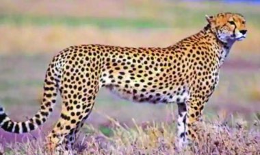 भारत पहुंचे 12 अफ्रीकन चीते