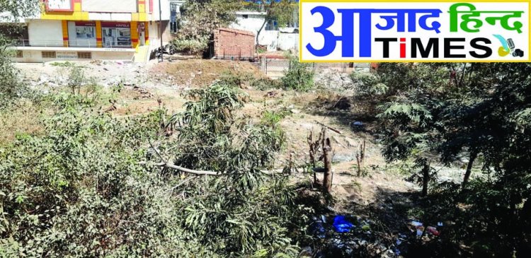 होलिका दहन के लिए चढ़ाई जा रही है हरे-भरे पेड़ों की बलि