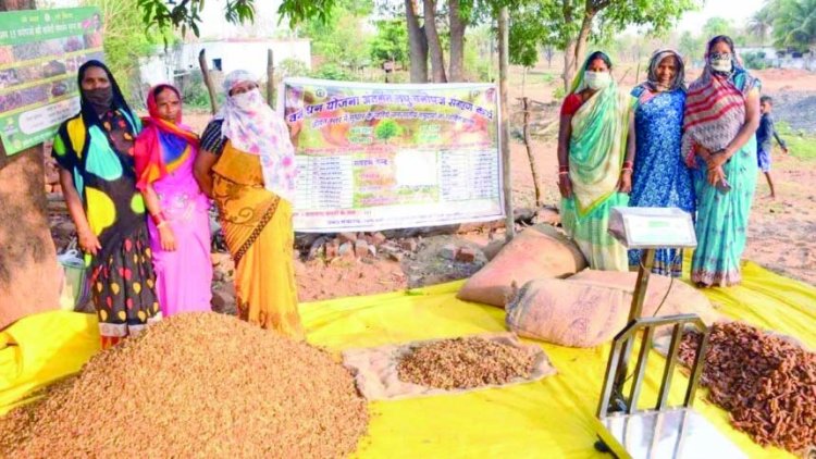 लघु वनोपज संग्रहण में छत्तीसगढ़ अव्वल, प्रदेश में हो रही है 65 लघु वनोपजों की समर्थन मूल्य पर खरीदी