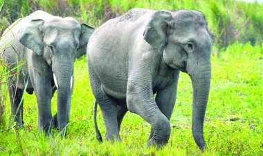 हाथियों का अधिग्रहण नहीं कर पाएंगे निजी व्यक्ति और धार्मिक संस्थान
