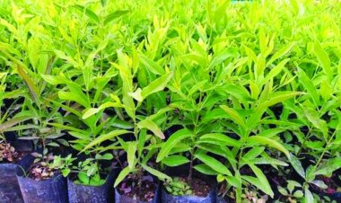 मुख्यमंत्री वृक्ष सम्पदा योजना की घोषणा, सभी वर्ग के इच्छुक भूमि स्वामी होंगे पात्र